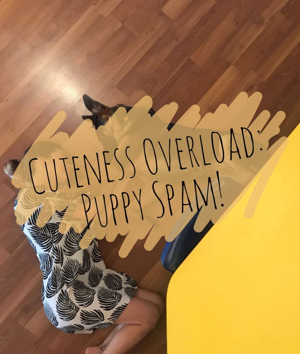 Cuteness Overload: Puppy Spam!