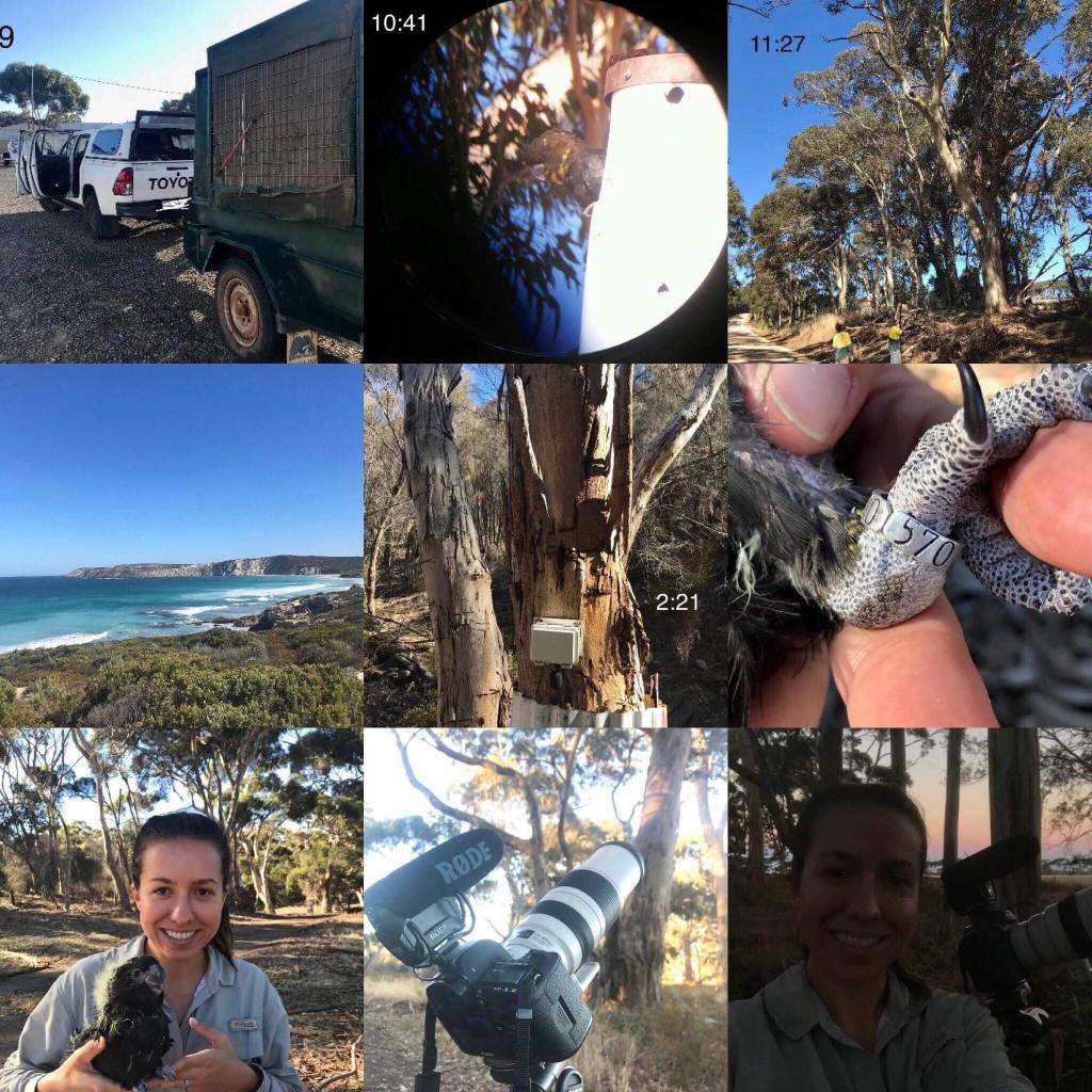 Featured ‘Day in the life of’: Daniella, Conservation biologist PhD student researching black-cockatoos.