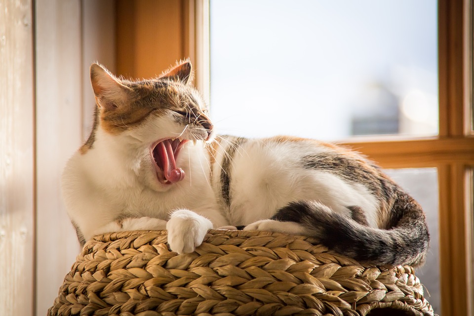 Yawn Kratzbaum Animal Cute Tired Pet Sleep